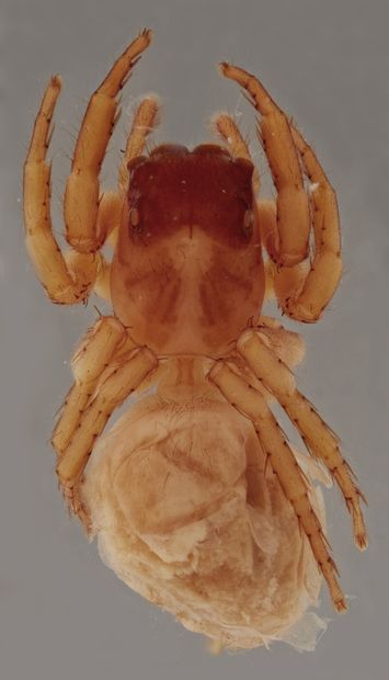 Vorschaubild Anarrhotus nishitakensis (Strand, 1907)